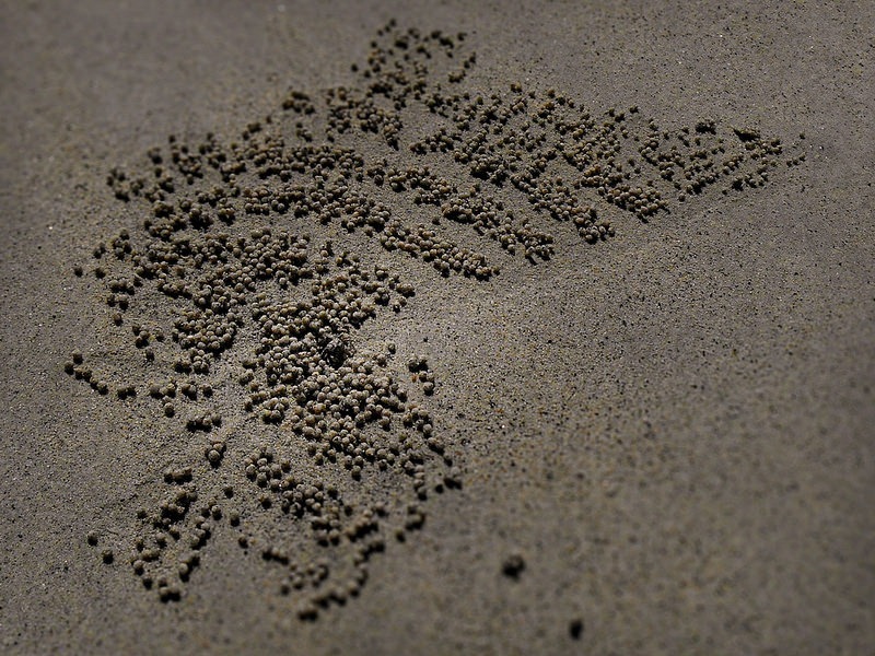 sand-bubbler-crab-18