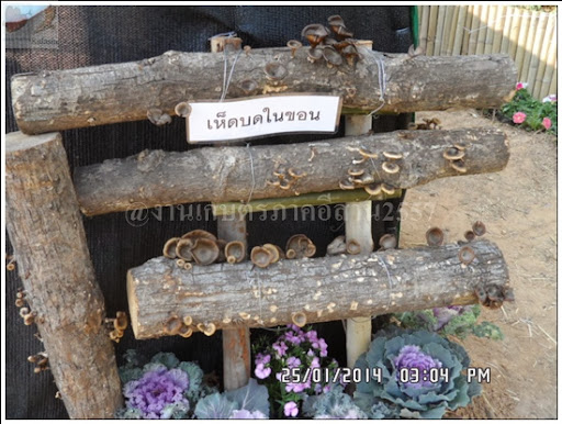 'งานเกษตรภาคอีสาน ขอนแก่น 2557