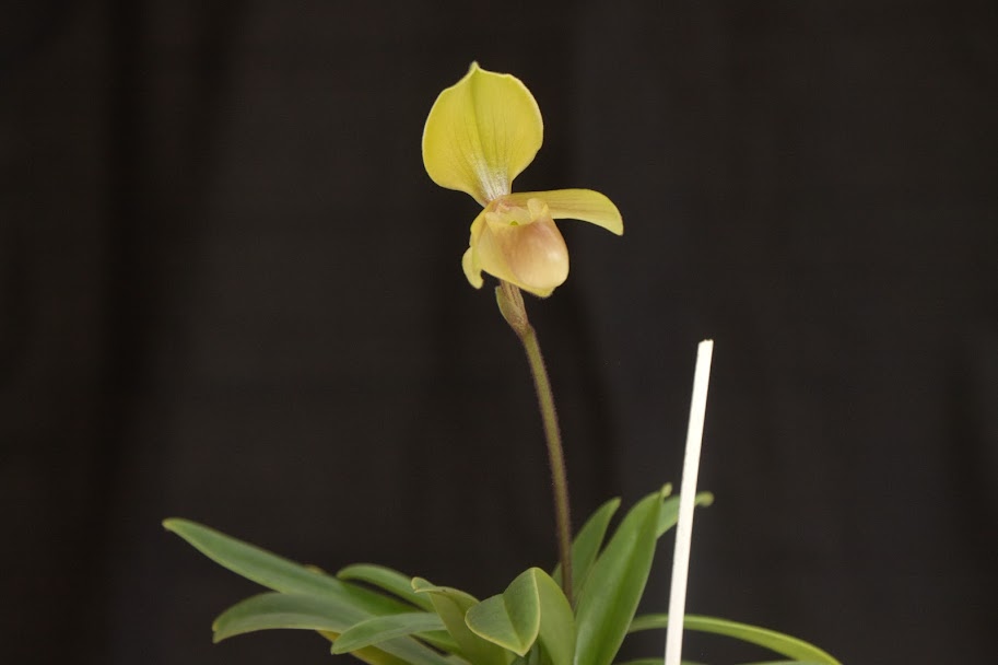 Paphiopedilum helenae IMG_3775