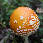 Yellow-orange Fly Agaric