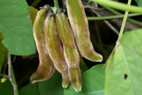 Mucuna Cochinchinensis