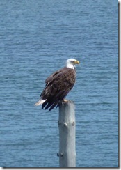 Bald Eagle at Mulholland Point