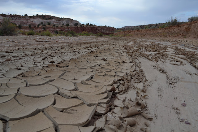 drying pieces of mud curling up at the edges