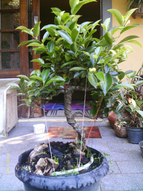 Ficus Microcarpa Tiger Bark DESASTRE!!!!!!!!!!!!!!! IMAG0167