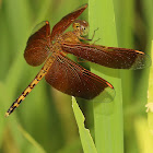 Straight-edged Red Parasol