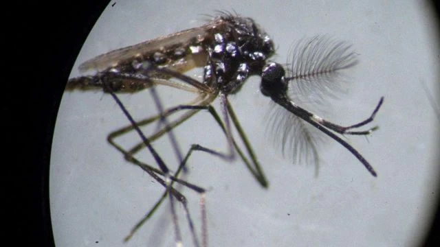 nyamuk wolbachia