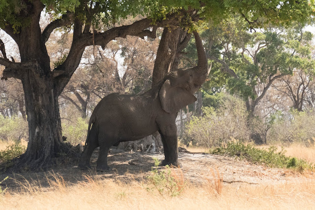 Botswana et Zimbabwe en octobre BotsZim_Oct2015_051