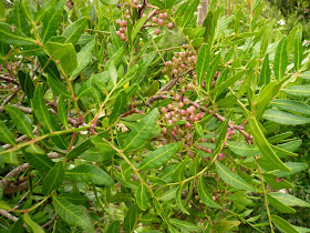 Lentisque pistachier, Pistacia lentiscus, famille: Aracardiacées. Le Var 2014. filaire a feuilles etroites 2.JPG