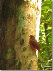 Rufous Flycatcher-thrush