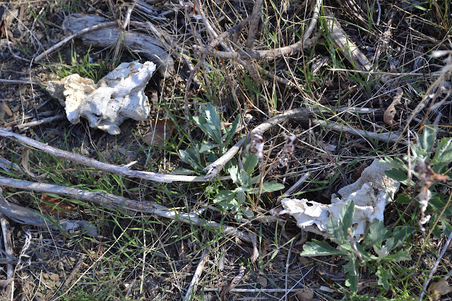 highly decayed pieces of large bone