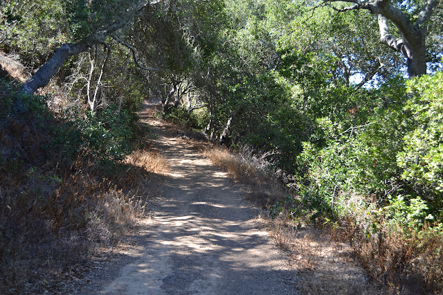 under oak trees along the road