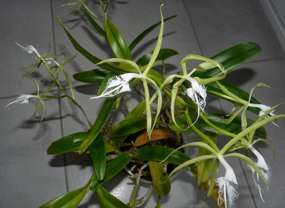 Epidendrum ciliare P1360845