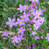 Common centaury (Κενταύριο)