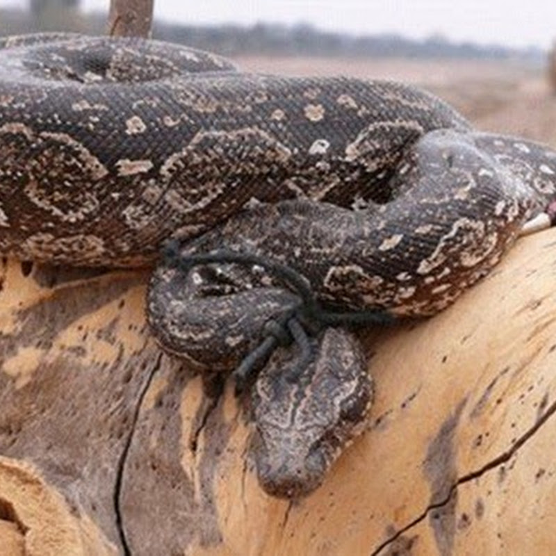 Tráfico de Fauna: una actividad ilegal en crecimiento.