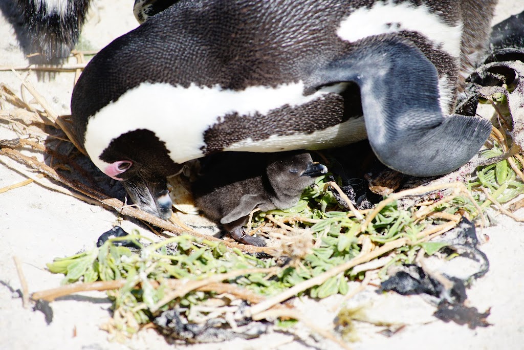 African penguin colony in Boulders Beach, Cape Town, South Africa