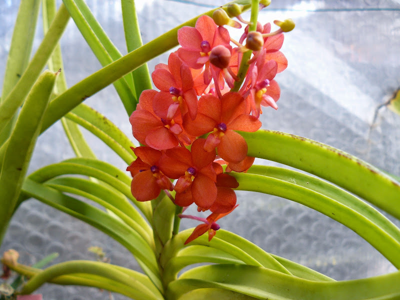 Vanda (Ascocentrum) curvifolia P1040436