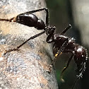 Conga ant, bullet ant