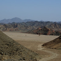 Un albero nel deserto, traccia di vita di 