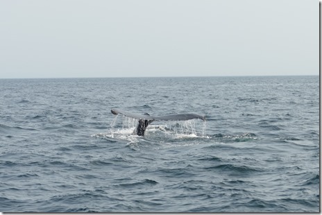 ca_parkers_cove_digby_neck2