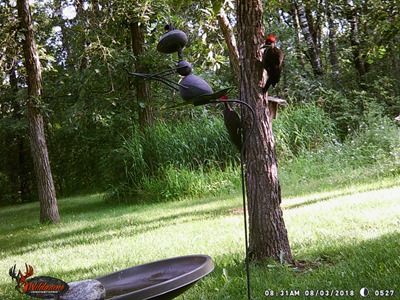 Pair of Pileated Woodpeckers