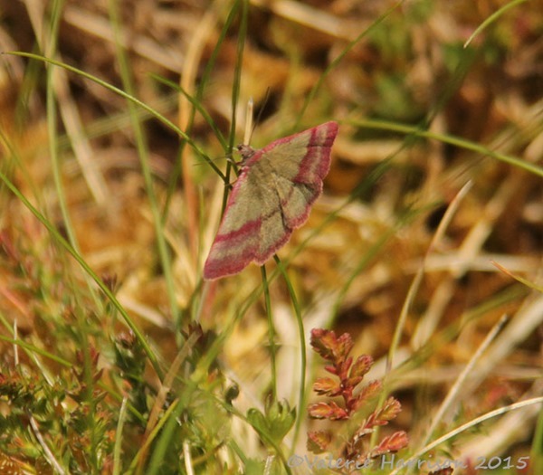 19 Small-Purple-barred-2