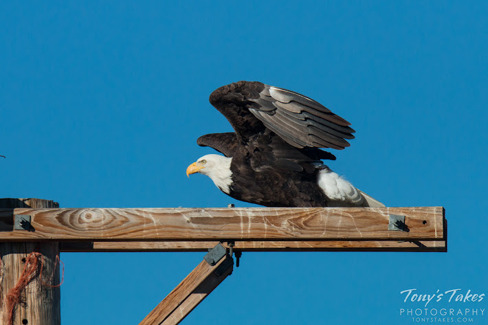 Bald Eagle male takes flight. 2 of 6. (© Tony’s Takes)