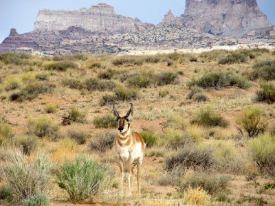 Pronghorn and Temple Mountain