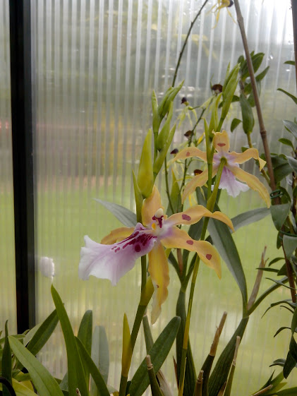 Miltonia bluntii IMG_20140905_121118