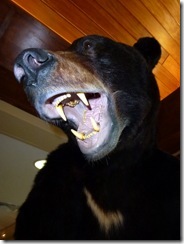 Bear attack!