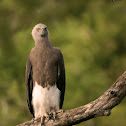 GREY HEADED FISH EAGLE