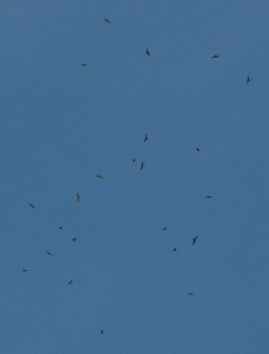 Raptors Flying And Gliding Over Ipoh