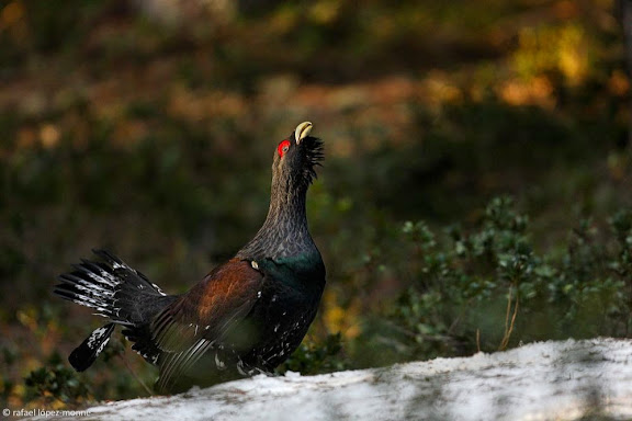 Cantader de gall fer (Tetrao urogallus aquitanicus) a les muntanyes de Montgarri.Naut Aran, Val d'Aran, Vall d'Aran, Lleida