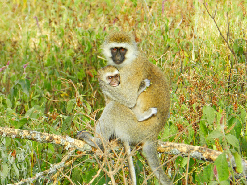 De Safari: NAKURU - KENYA: safari y playas del Índico (5)