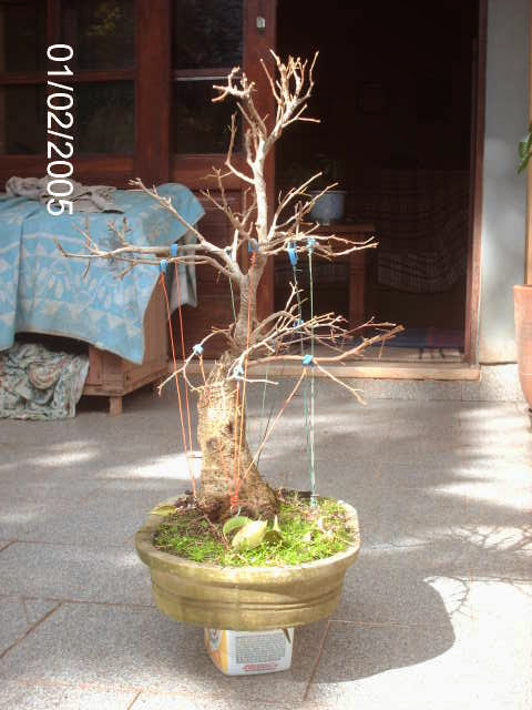 Ficus Benjamina... PICT0865