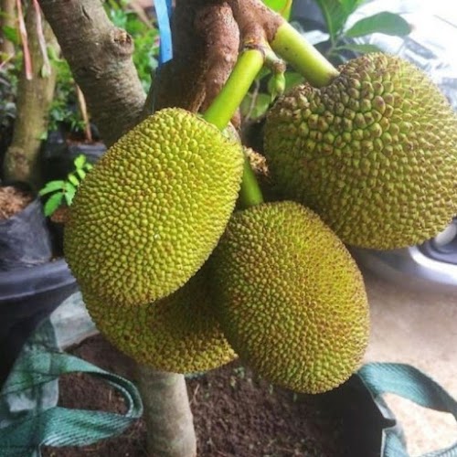 Jual Bibit Nangka Mini