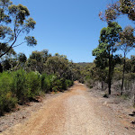 Walking east of Warrah lookout intersection (219371)