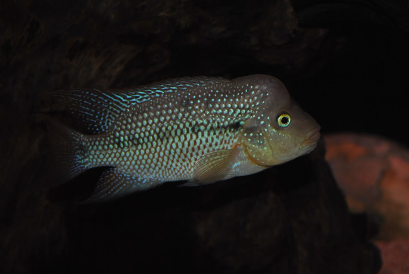 Cichlasoma Istlanum Rio Papagayo  DSC_5482