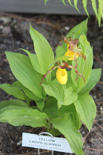 Yellow Ladyslipper