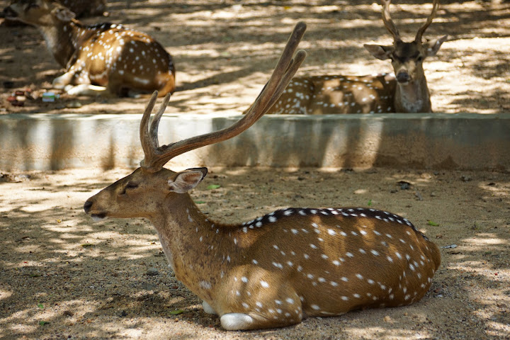Шри-Ланка: на машине 1 100 км,  фото без комментариев, март-апрель 2013г.