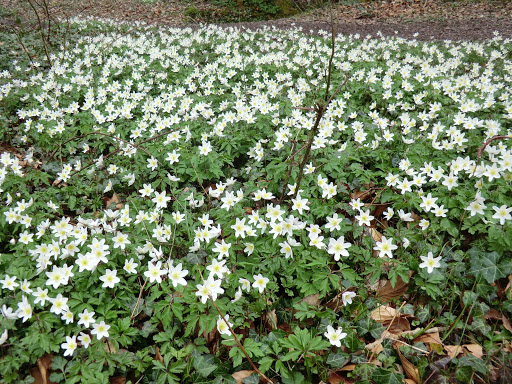 CIMG6253 Wood anemones near Cowden station