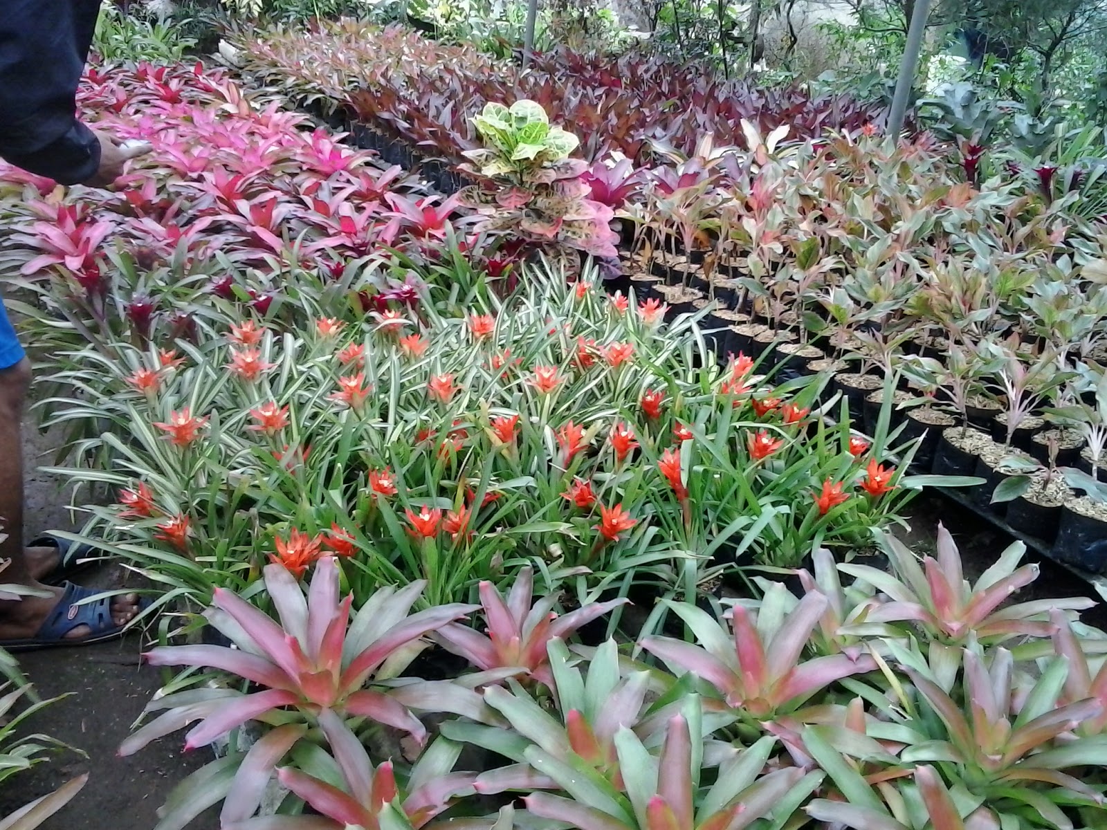 Pohon bromelia guzmania  jenis jenis bromelia penjual 