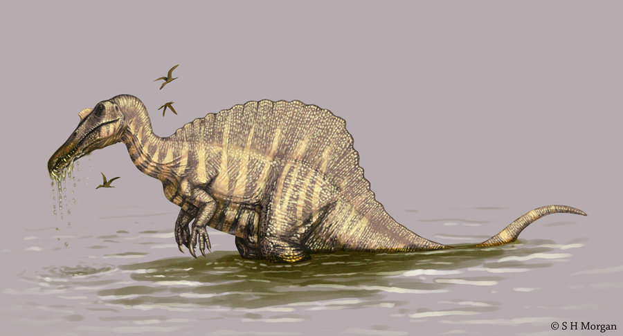 파일:external/fc03.deviantart.net/Spinosaurus_by_chasmosaur.jpg