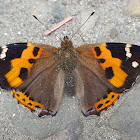 Indian Red Admiral