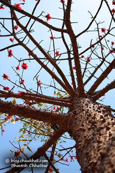 Cotton tree