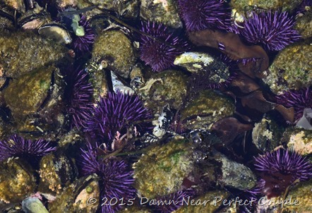 Purple Urchin