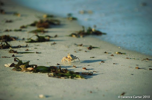 Diani Beach by Terence Carter