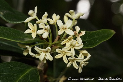 2_Osmanthus-fragrans_Mandello_012