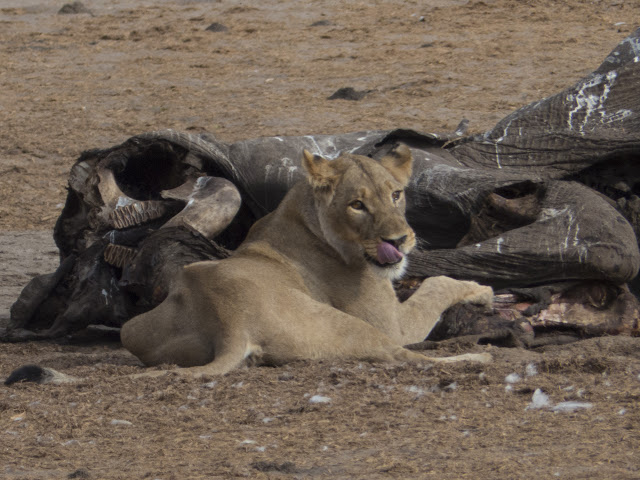 Botswana et Zimbabwe en octobre BotsZim_Oct2015_449