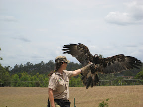 Wedgetail hawk landing