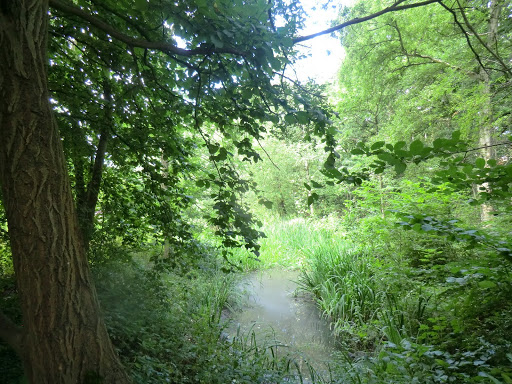 CIMG9268 Pond, Hampstead Heath Extension